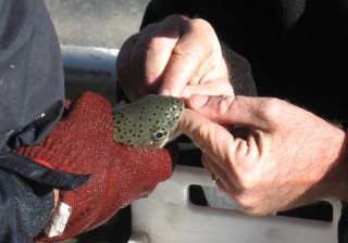 NM Game and Fish Biologists free a trout of an embedded hook.