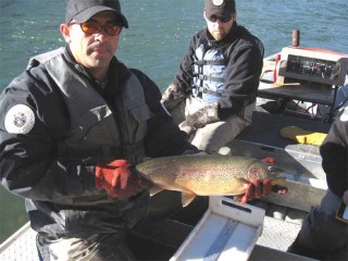 James Dominguez, Fisheries Biologist with the State Department of Game and Fish shows off one of the San Juan River's prized trophy trout during an electro-shocking expedition in November, 2008.