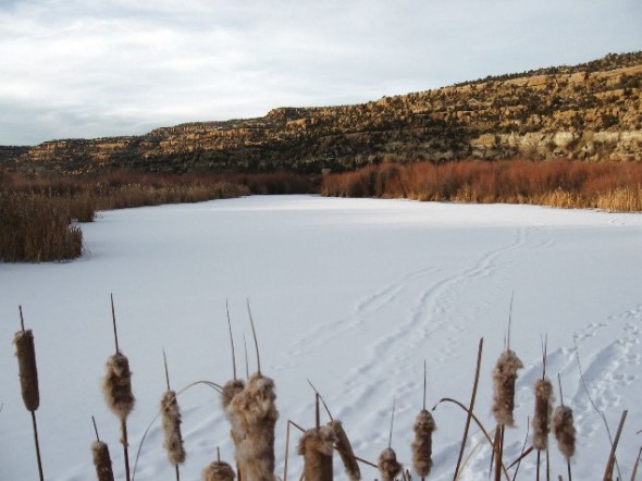 Snow covered back channel with cattails in the foreground.