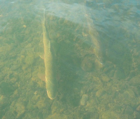 Trout in the San Juan River in northwestern New Mexico.