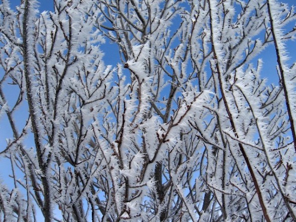 wind blown snow crystals on trees