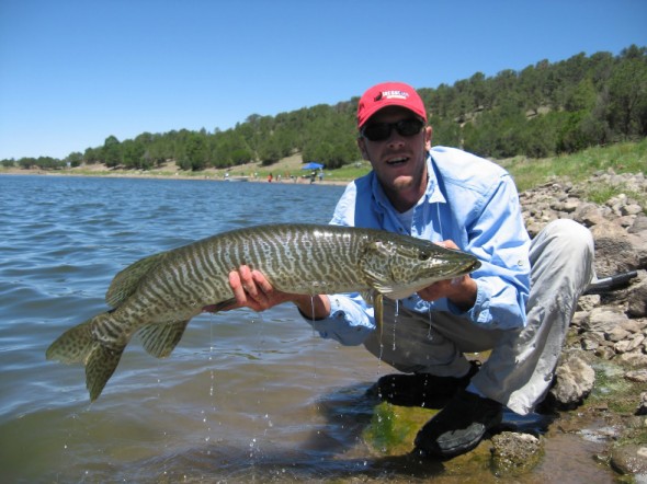 Matt Pelletier of New Mexico Muskie's Inc shows off a typical  catch at Quemado Lake, Fall 2010. 