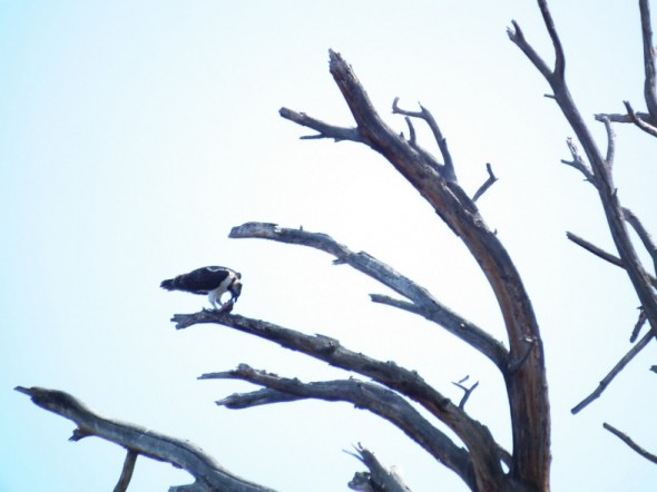 Osprey eating a fish in a tree