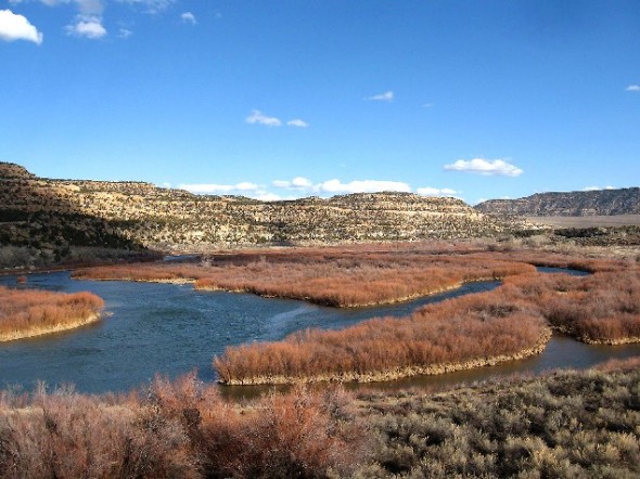 View overlooking Baetis Bend on the San Juan River during the fall months. 