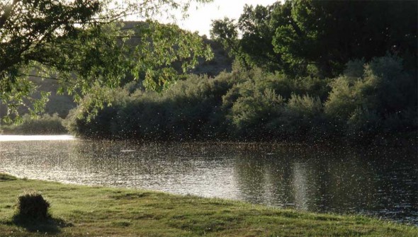 Caddis hatch on the San Juan River at Soaring Eagle Lodge in New Mexico.