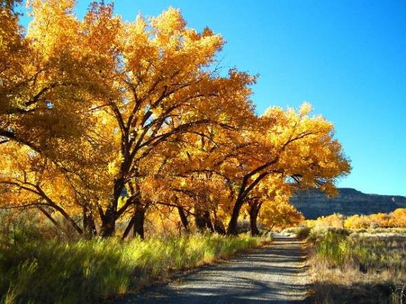 A San Juan Country Road basks in the sunshine of a gorgeous autumn day on the San Juan River in northwestern New Mexico.