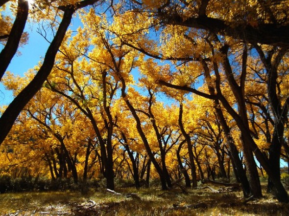 Cottonwood trees bearing bright yellow leaves during the fall months.