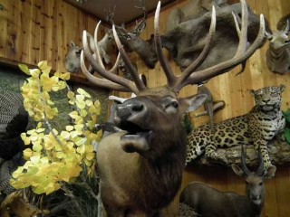 An elk mount at American Wildlife Taxidermy on Central Ave. in Albuquerque, New Mexico.