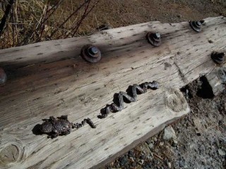 Nail art embedded in a timber at Soda Dam near Jemez Springs, New Mexico.