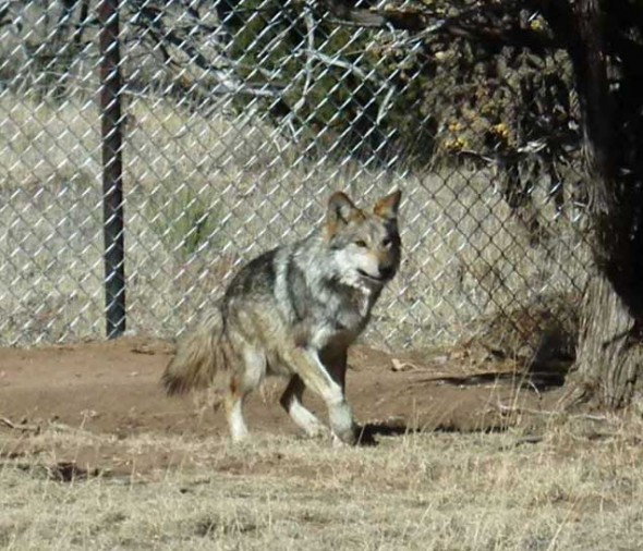 A wolf at Wildlife West Nature Park in Edgewood, New Mexico.