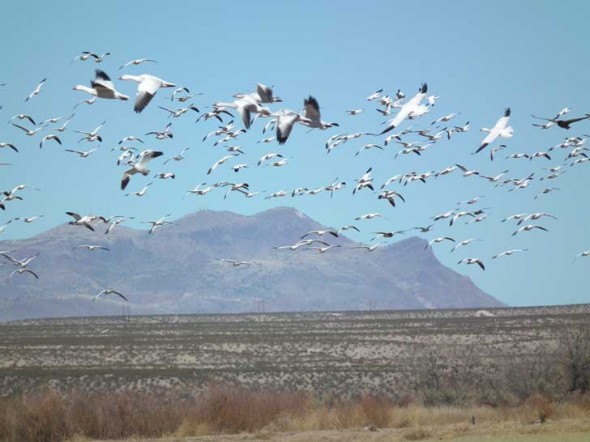 Snow geese take flight at the Bosque del Apache in New Mexico.