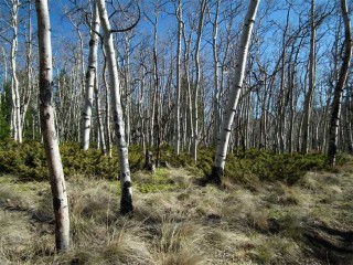 he thick stands of Aspen trees around Brewery Creek must be a sight to see in the fall.