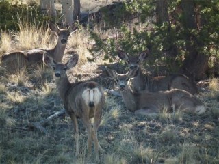 Mule deer bedded down for the day near the Brewery Creek cabin.