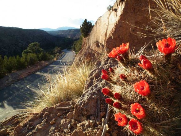 The road to Bandelier.