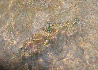 A San Juan River brown trout lurks in the depths.