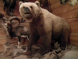 Grizzly Mount