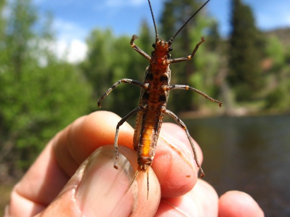 A big, nasty stone-fly found on the banks of the Conejos River.