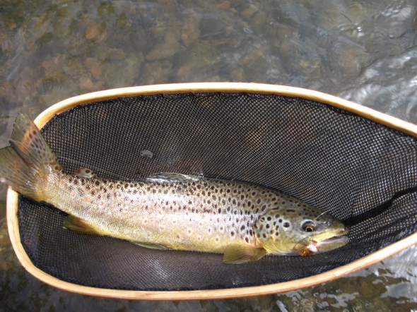 brown trout in a net