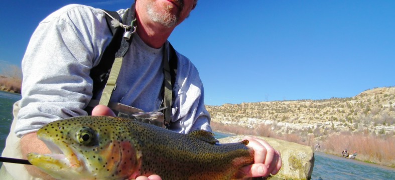 Mark Wethington, Fisheries Biologist for the New Mexico Department of Game and Fish (NMDGF) shows off a nice Rainbow trout caught in revitalized Braids section of the San Juan River.