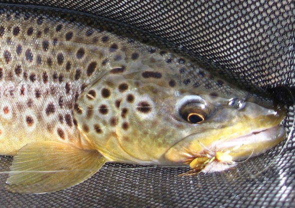 trout in net with fly in mouth