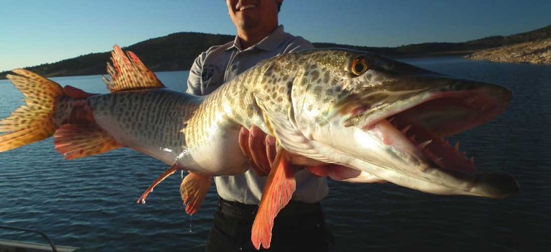 man shows off tiger muskie