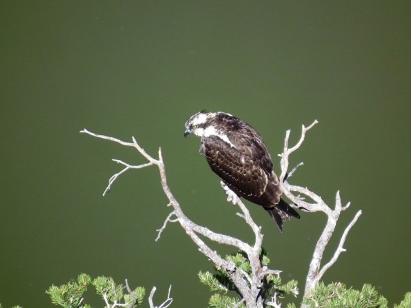 osprey in tree by lake