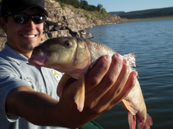 man holds white sucker fish 