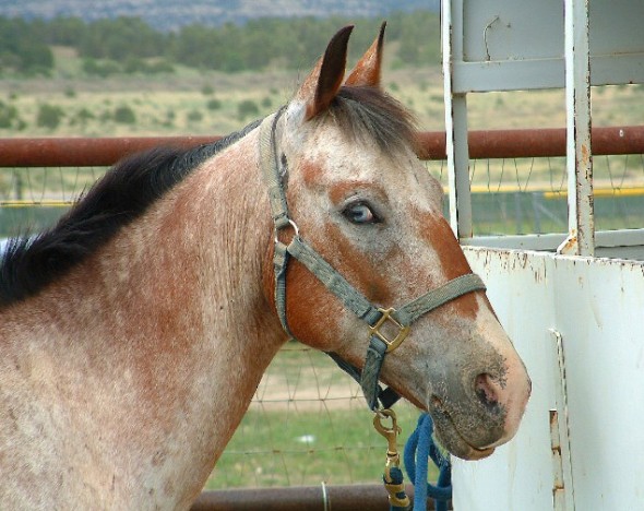 blue eyed horse