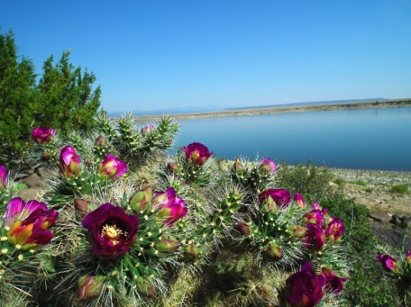 Bright purple flowers on a prickly pear cactus. 