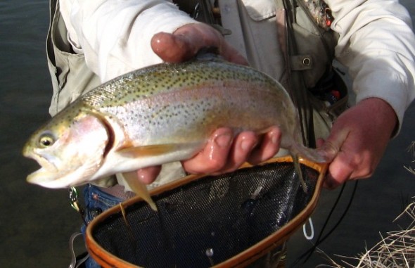 An angler displays a Rainbow trout  in his hand. 