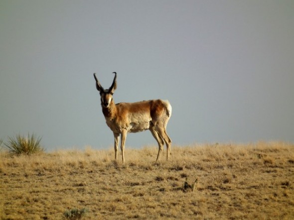 A Pronghorn buck.