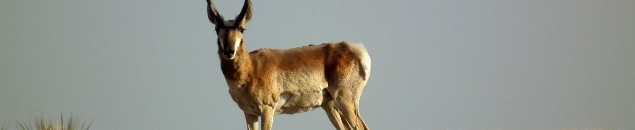 A Pronghorn buck.