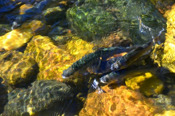 trout in river