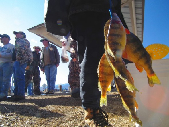 Tasty Perch are plentiful in Eagle Nest Lake and make for good eating and the bag limit is 30 per day.