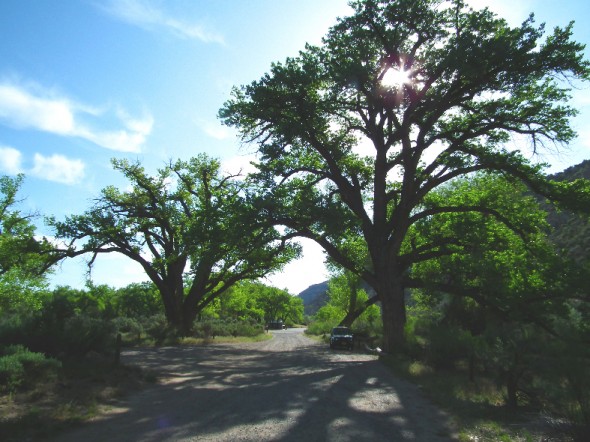 Trees cast shade on country road