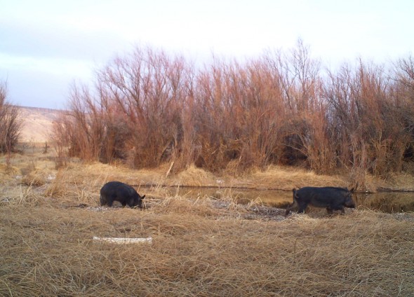 wild hogs in a riverbed