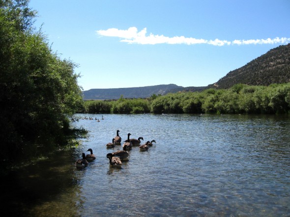 geese enjoying some shade on the back channels of the San Juan river below Navajo Dam.