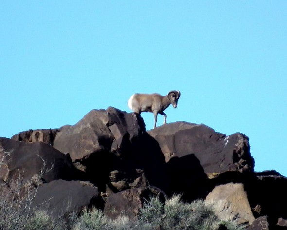 A rocky mountain bighorn sheep at Pilar New Mexico in spring 2014.