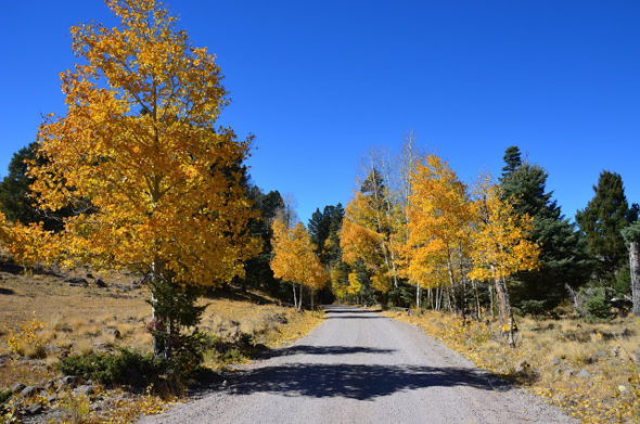 fall aspen trees on road to Lagunitas CG